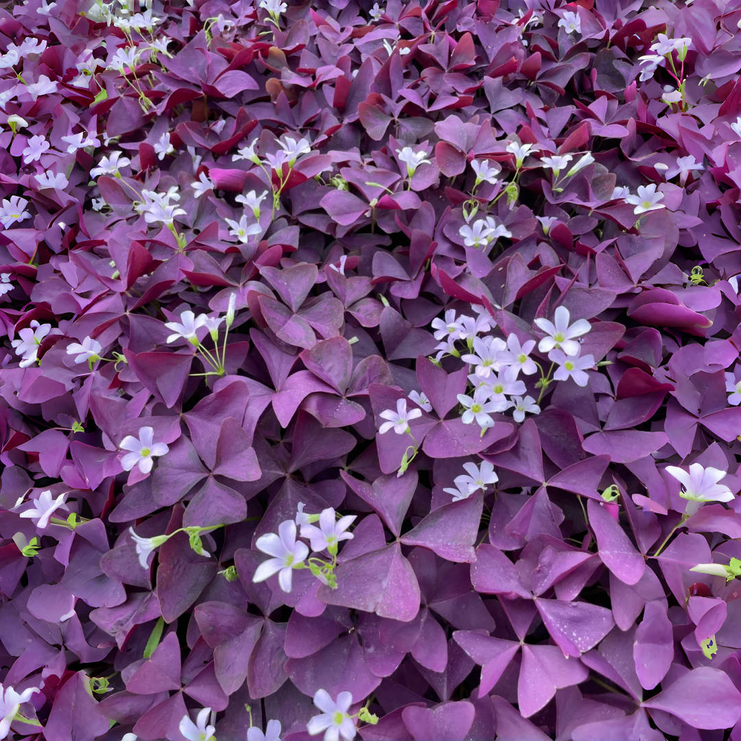 Purple Shamrock (Oxalis) – up to 50%