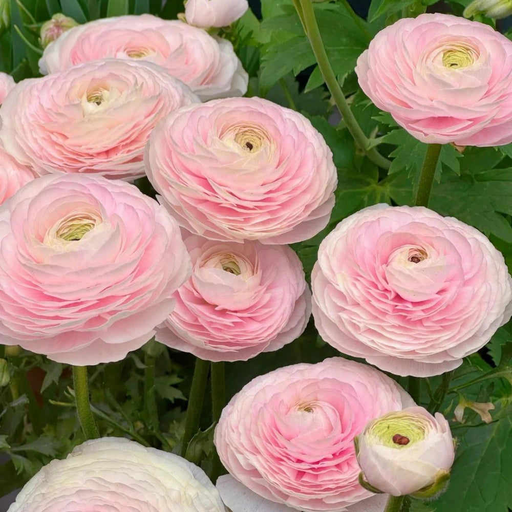 Ranunculus Seeds
