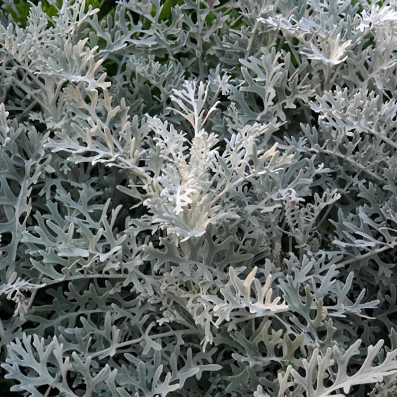 Centaurea Silver Seeds - Silver-Gray Leaves Larger Packet High Germination 400-1800 Onsaleseeds