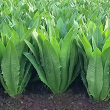 Lettuce Seeds - Green