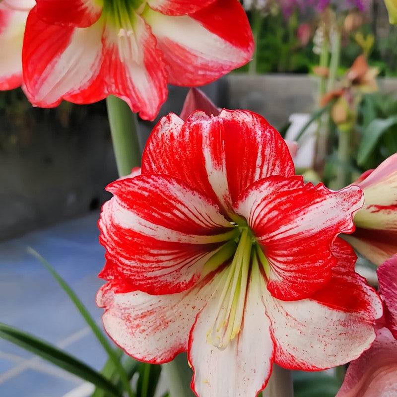 Amaryllis Bulbs - Flame Peacock