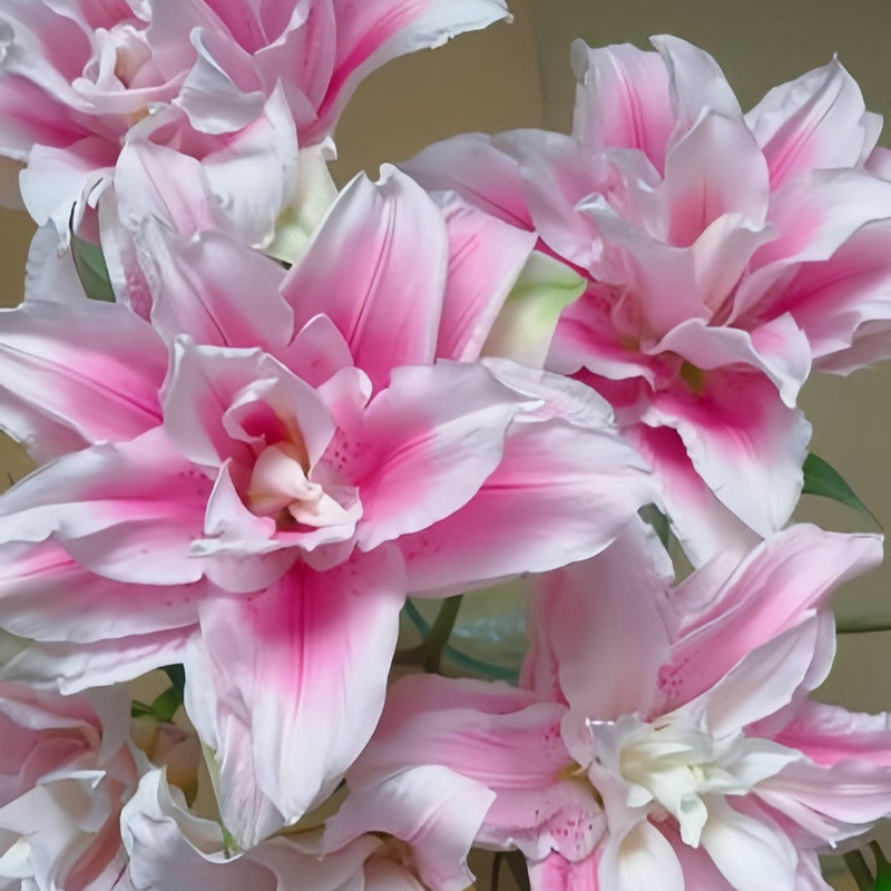 Lily Bulbs - Isabella Double