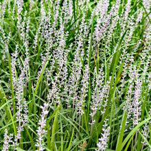 Danish Grass Seeds