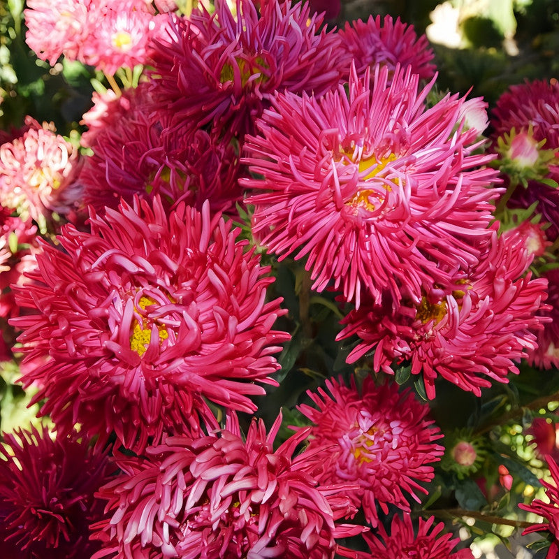 China Aster Seeds - Birght Red Larger Packet High Germination 1200-5000 Onsaleseeds