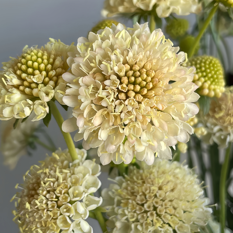 Scabiosa Atropurpurea Seeds - Yellow Larger Packet High Germination 800-5000 Onsaleseeds