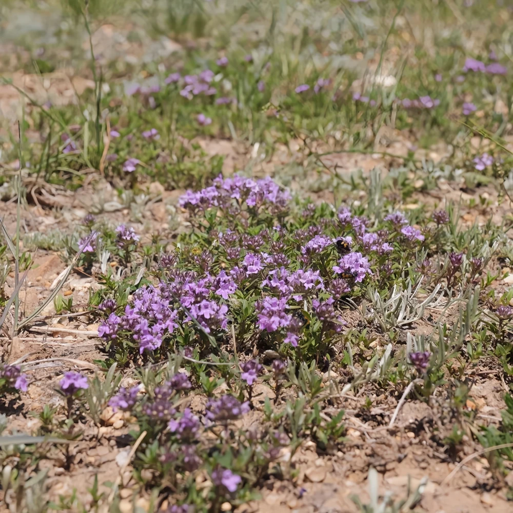 Creeping Thyme Seeds - Lavender Beautiful Ground Cover