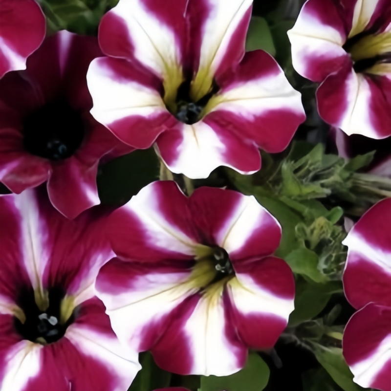 Petunia Hybrida Seeds - Purple And White Stripes Larger Packet High Germination 360-1800 Onsaleseeds