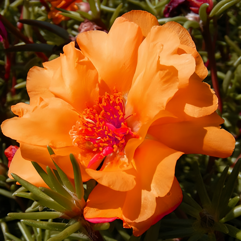 Moss Rose Seeds - Red Larger Packet High Germination 3000-15000 Onsaleseeds