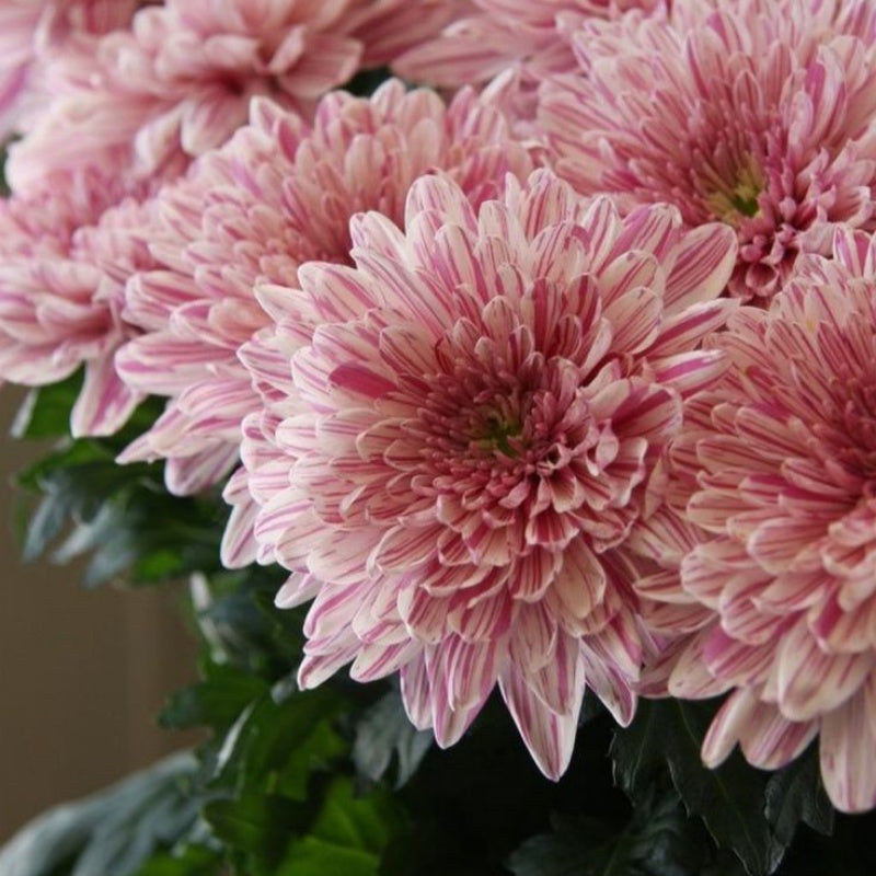 Candy Chrysanthemum Seeds  up to 50%