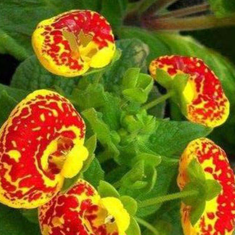 Calceolaria Crenatiflora Seeds - Mix Larger Packet High Germination 1000-2000 Onsaleseeds