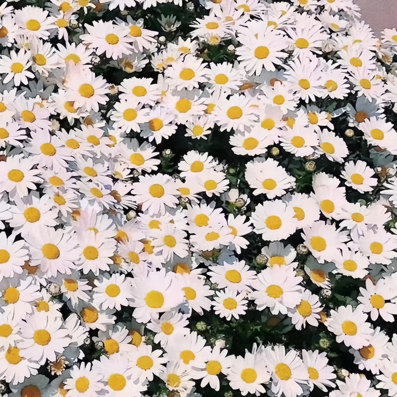 Brachycome Iberdifolia Seeds - White Larger Packet High Germination 5000-15000 Onsaleseeds