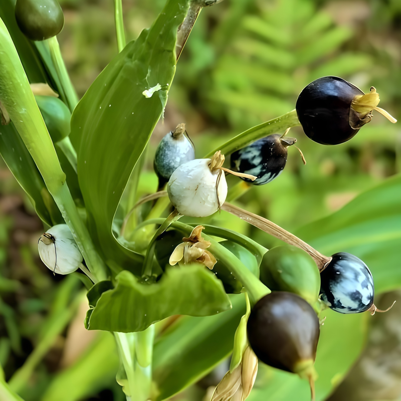 Coix Lacryma-Jobi - Yellow Larger Packet High Germination 360-1800 Onsaleseeds