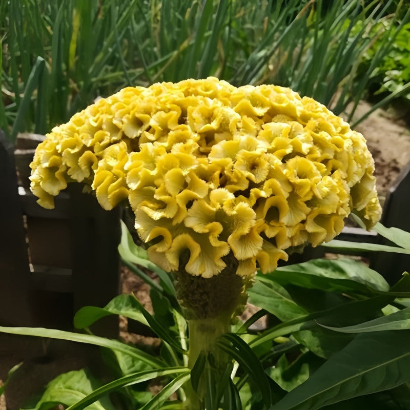 Celosia Cristata Seeds - Yellow Larger Packet High Germination 1500-7500 Onsaleseeds