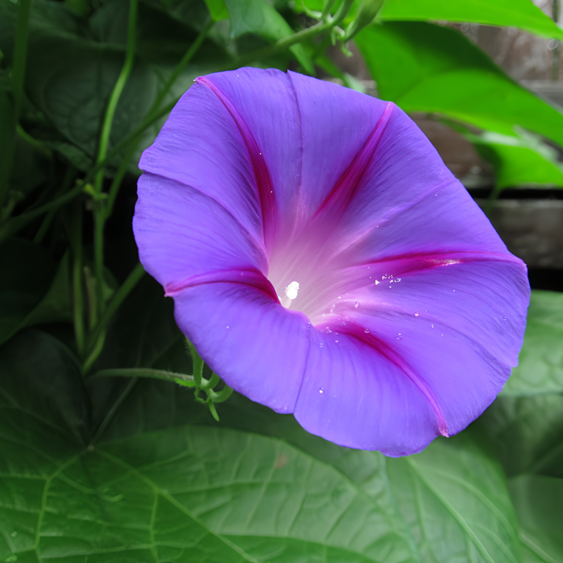 Ipomoea Seeds - Blue Larger Packet High Germination 600-3000 Onsaleseeds