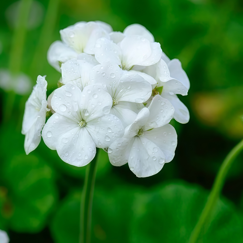 Pelargonium Seeds - White High Germination Onsaleseeds