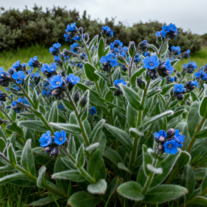 Anchusa Capensis Sky Seeds Blue up to 50% Large Pack · 500-2500 Seeds