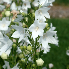 Balloon Flower Seeds - White