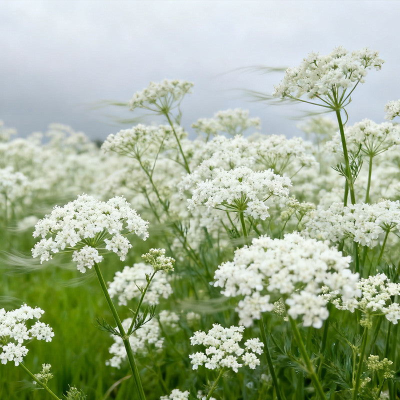 Ammi Majus Seeds White up to 50% Large Pack · 3000-15000 Seeds