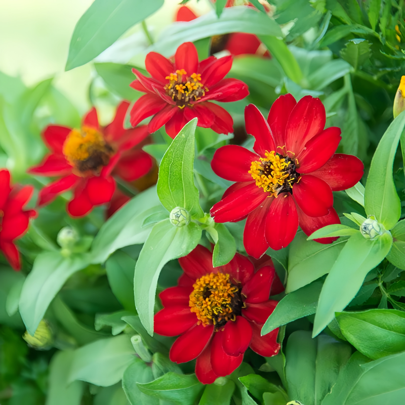 Zinnia Elegans Seeds - Red Single Petaled Larger Packet High Germination 800-4000 Onsaleseeds