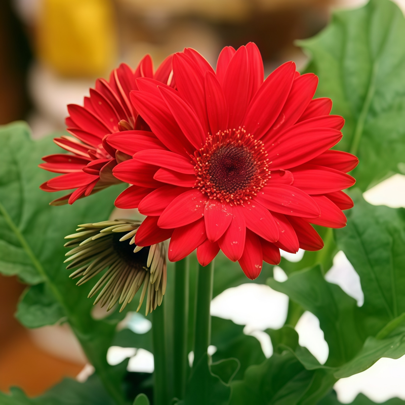 Gerbera Jamesonii Seeds - High Germination Onsaleseeds