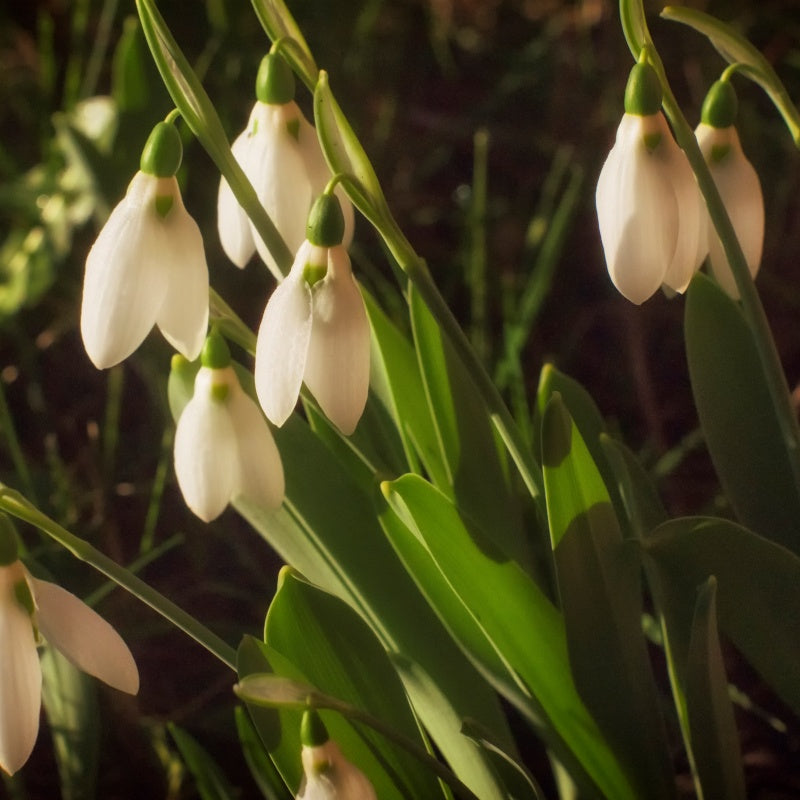 Snowdrop Seeds Up to 50%