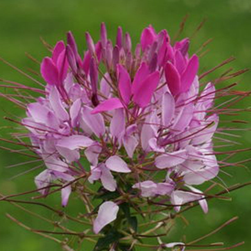 Cleome Seeds Pink up to 50% Large Pack · 3000-15000 Seeds