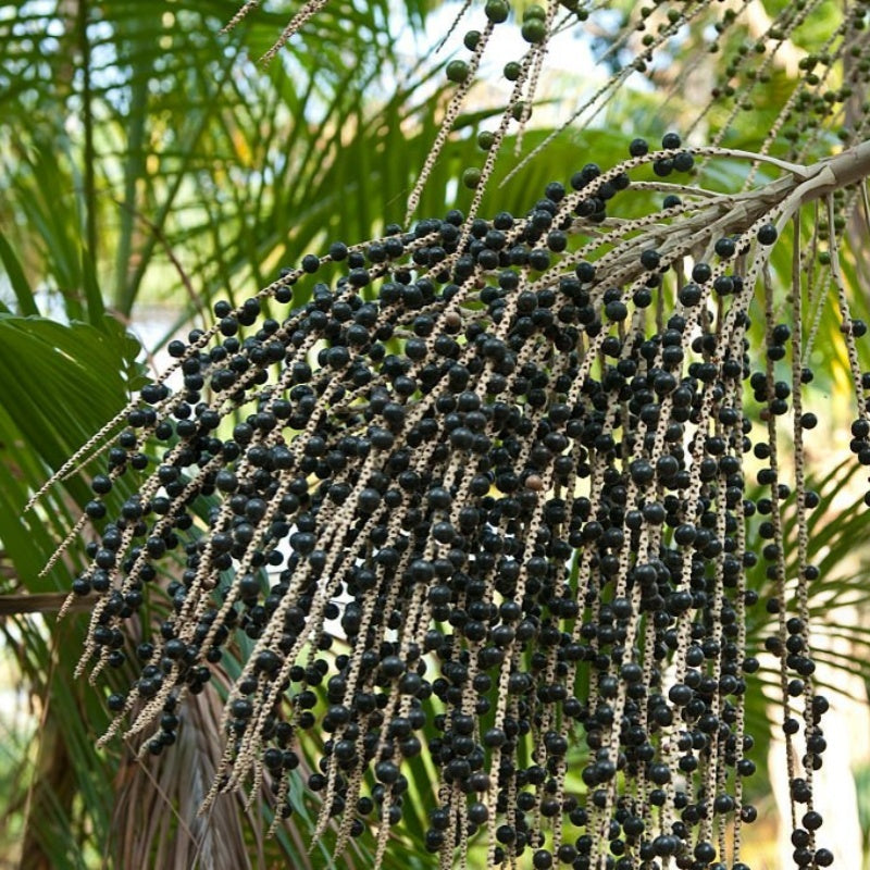 Acai Berry seeds up to 50%