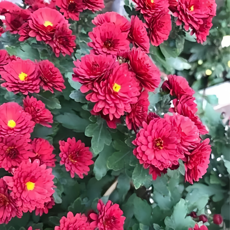 Dahlia Pinnate Seeds - Red Larger Packet High Germination 300-5000 Onsaleseeds