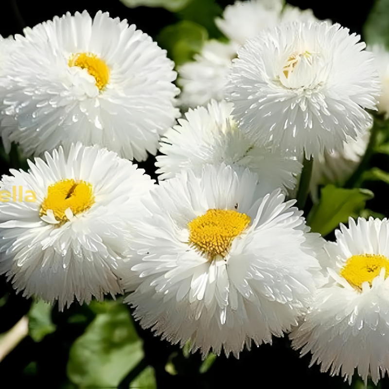 Bellis Seeds - White Double Large Flower Larger Packet High Germination 3600-18000 Onsaleseeds