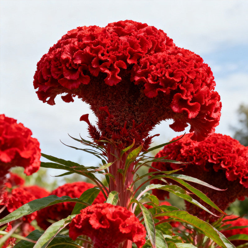 rooster comb flower seeds Crested Prestige Scarlet Celosia Seeds - 1000 Seeds - Annual Flower Gardening Seeds