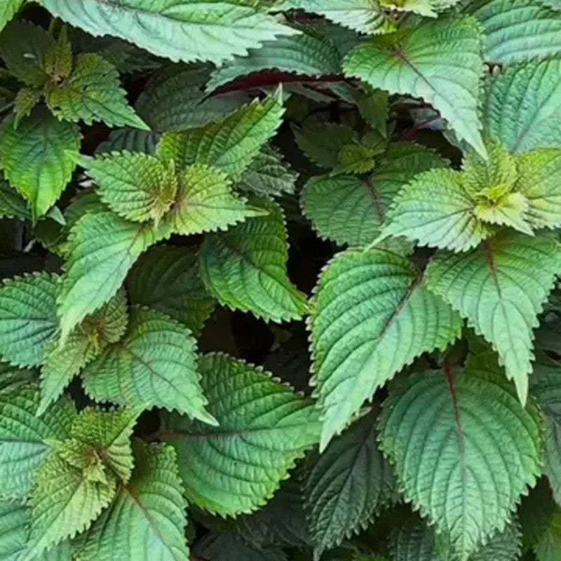 Perilla Frutescens (L.) Britt. Seeds - Larger Packet High Germination 600-3000 Onsaleseeds