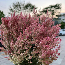 Rumex Hastatus Seeds