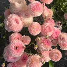 Ranunculus Seeds