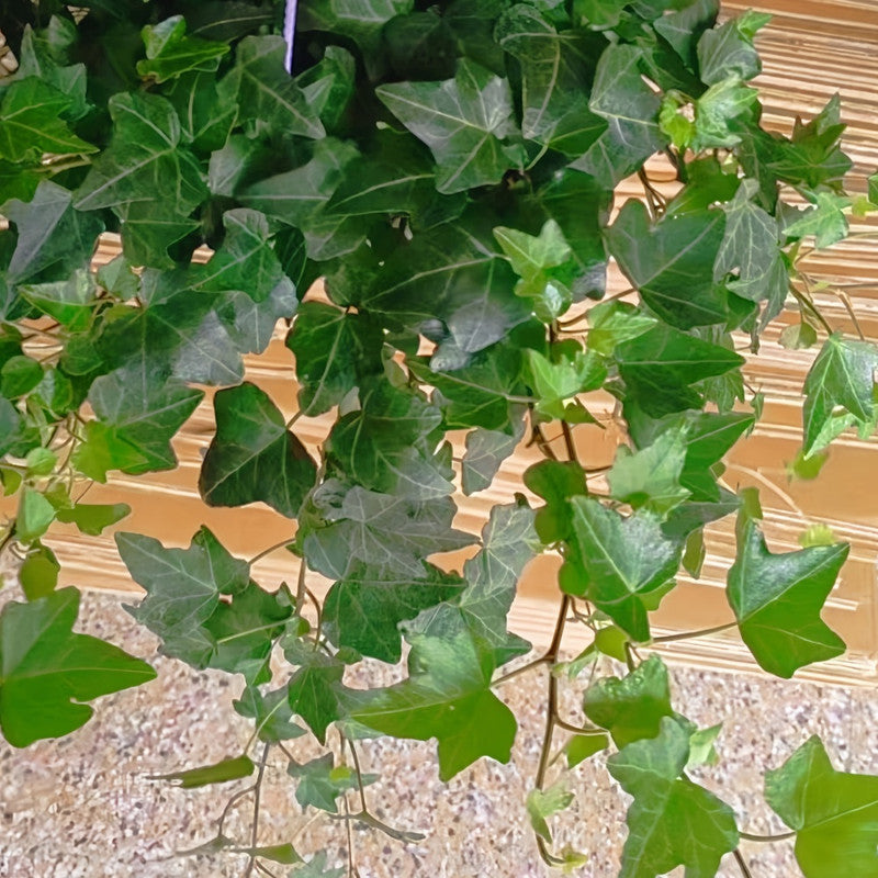 ivy garth seeds and plants Ivy Climbing Seeds