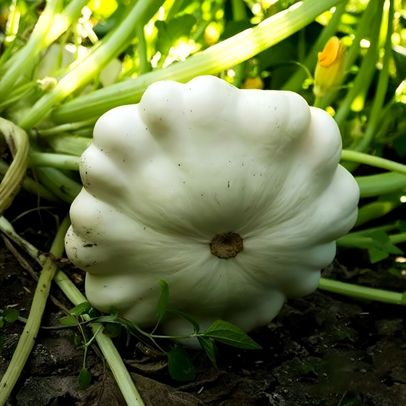 Cucurbita Moschata - Runner-Up White High Germination  Onsaleseeds