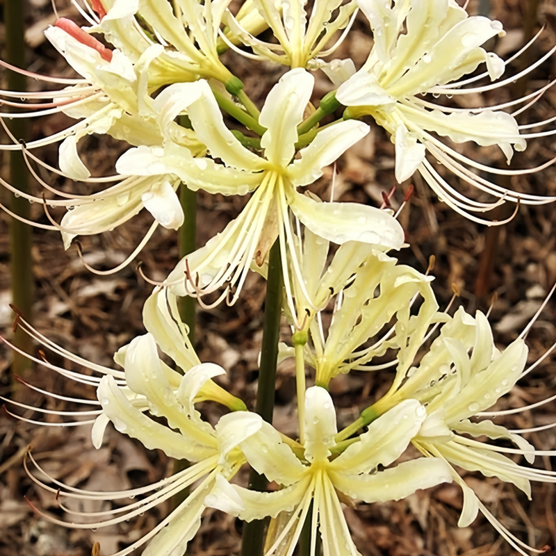 Red Spider Lily (Lycoris Radiata) Lemon Yellow Bulbs up to 50%