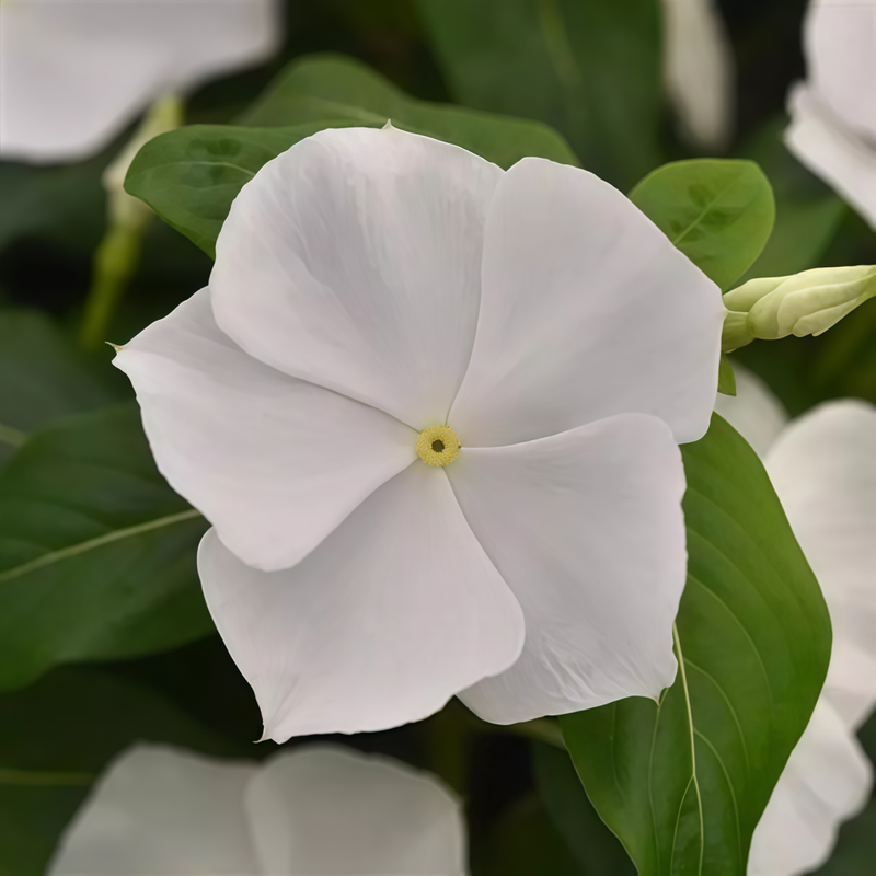 Vinca Seeds - Catharanthus Roseus White Larger Packet High Germination 300-2000 Onsaleseeds