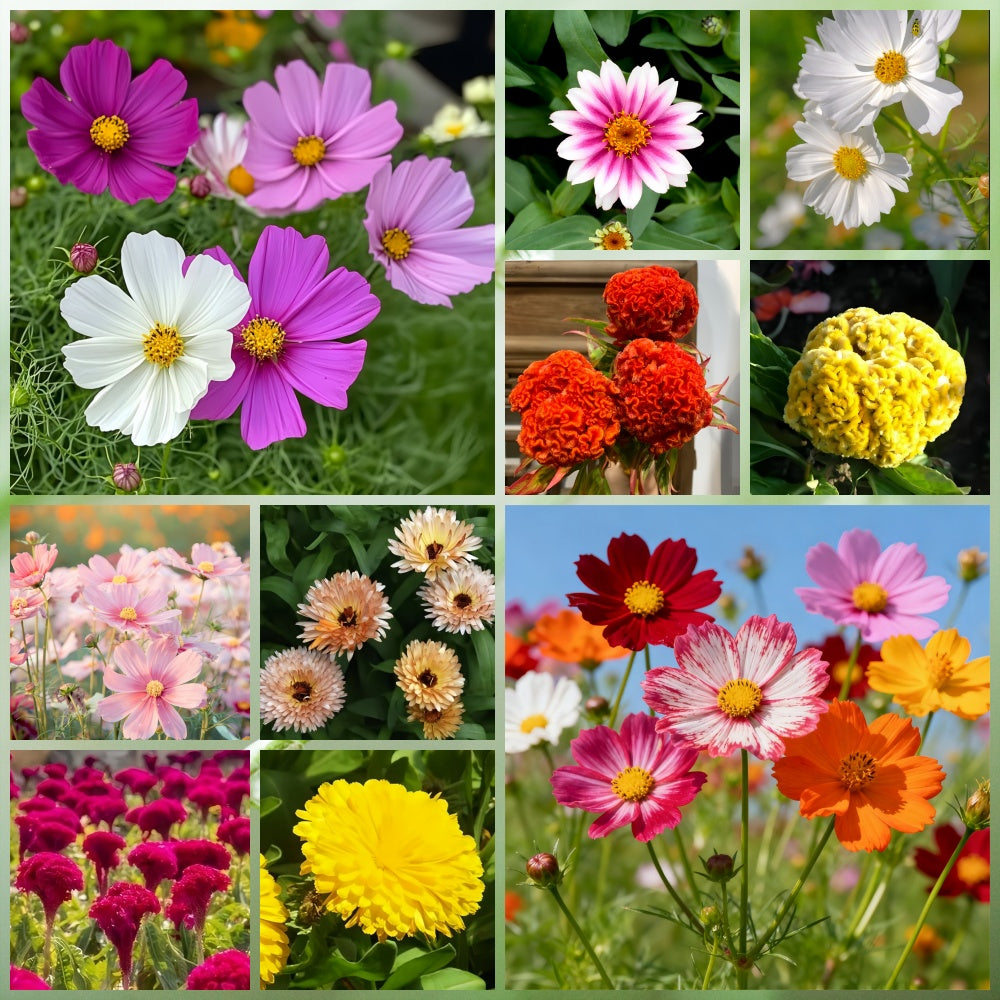 Wildflower Seeds - Summer Style Mix Includes Dahlia Pinnate, Petunia, Cosmos, etc.