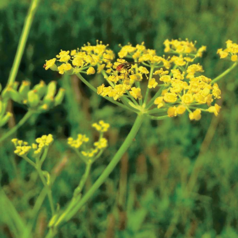 Anethum Graveolens L. Seeds - Larger Packet High Germination 3600-18000 Onsaleseeds