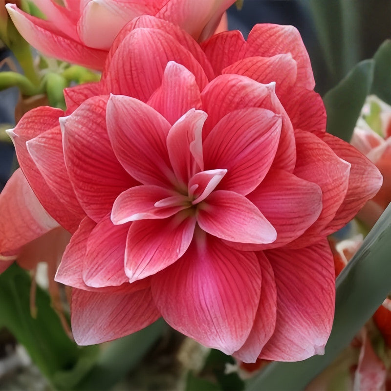 Amaryllis Bulbs - Double Dreams