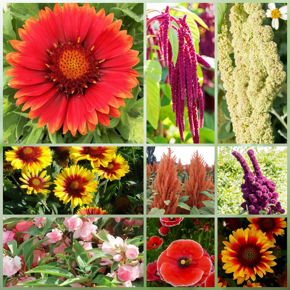 Wildflower Seeds - Drought Tolerance Mix Includes Zinnia, Cornflower, Moss Rose, etc.