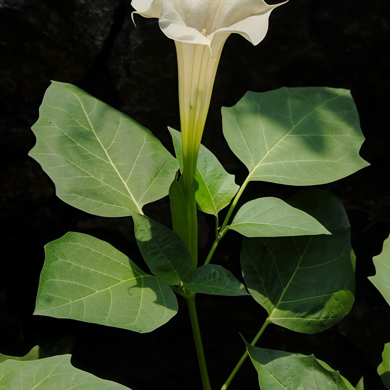 Datura Metel L. Seeds - Larger Packet High Germination 600-1500 Onsaleseeds