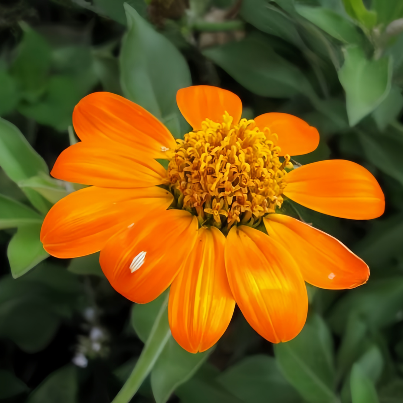 Zinnia Elegans Seeds - Orange Color Larger Packet High Germination 800-4000 Onsaleseeds