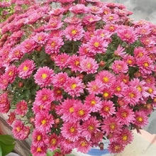 China Aster Seeds - Red
