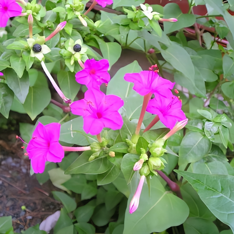 Four O'Clock Flower Seeds - Rose Red Larger Packet High Germination 360-1800 Onsaleseeds