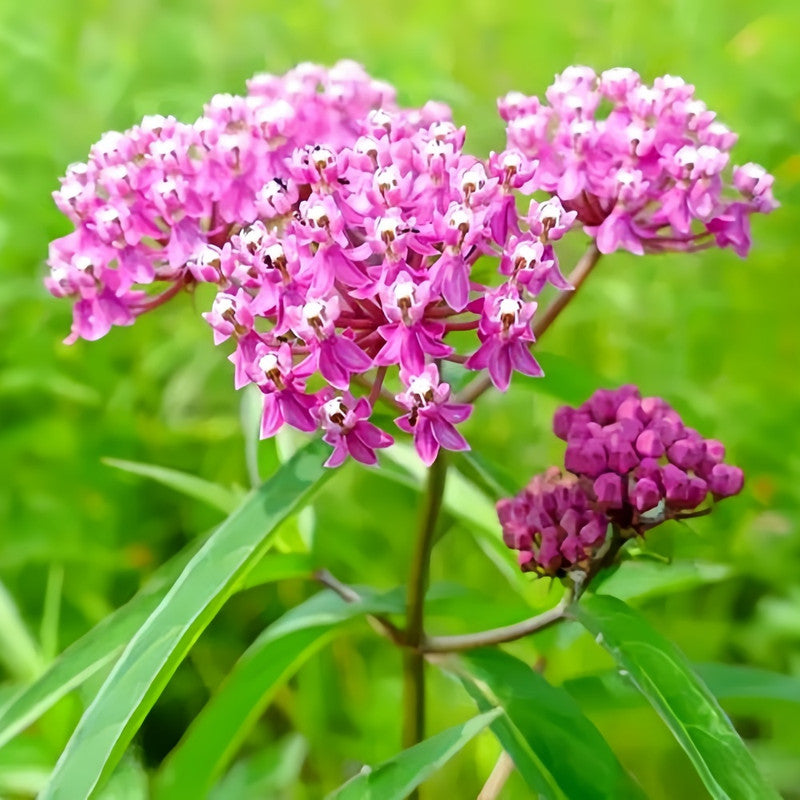 Butterfly Milkweed Seeds - Pink Larger Packet High Germination 600-3000 Onsaleseeds