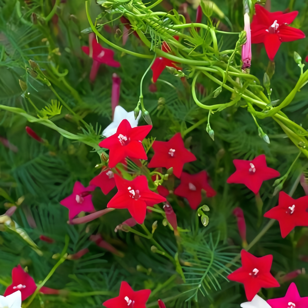 Ipomoea Quamoclit Seeds - Red High Germination Onsaleseeds