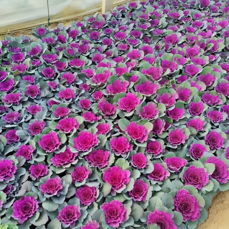 Brassica Oleracea Var Acephala Seeds - Red Flat Leaves High Germination Onsaleseeds