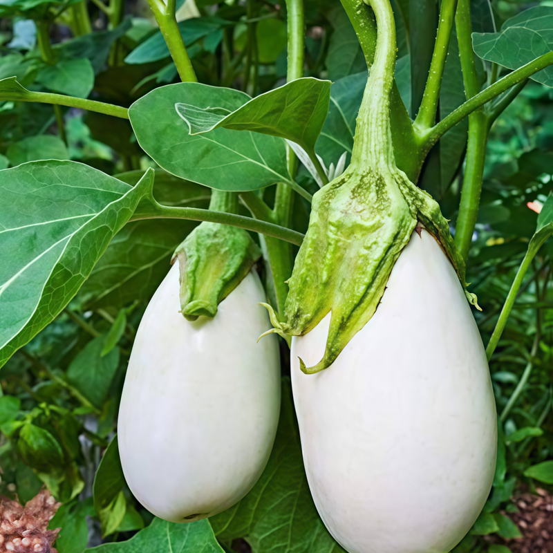 Solanum - White Larger Packet High Germination 900-4500 Onsaleseeds