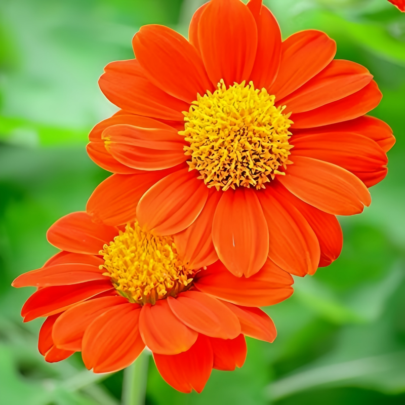 Zinnia Elegans Seeds - Orange Abundant High Germination  Onsaleseeds